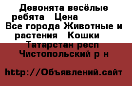 Девонята весёлые ребята › Цена ­ 25 000 - Все города Животные и растения » Кошки   . Татарстан респ.,Чистопольский р-н